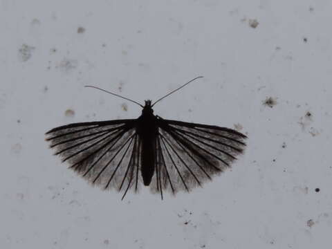 Image of twenty-plume moth