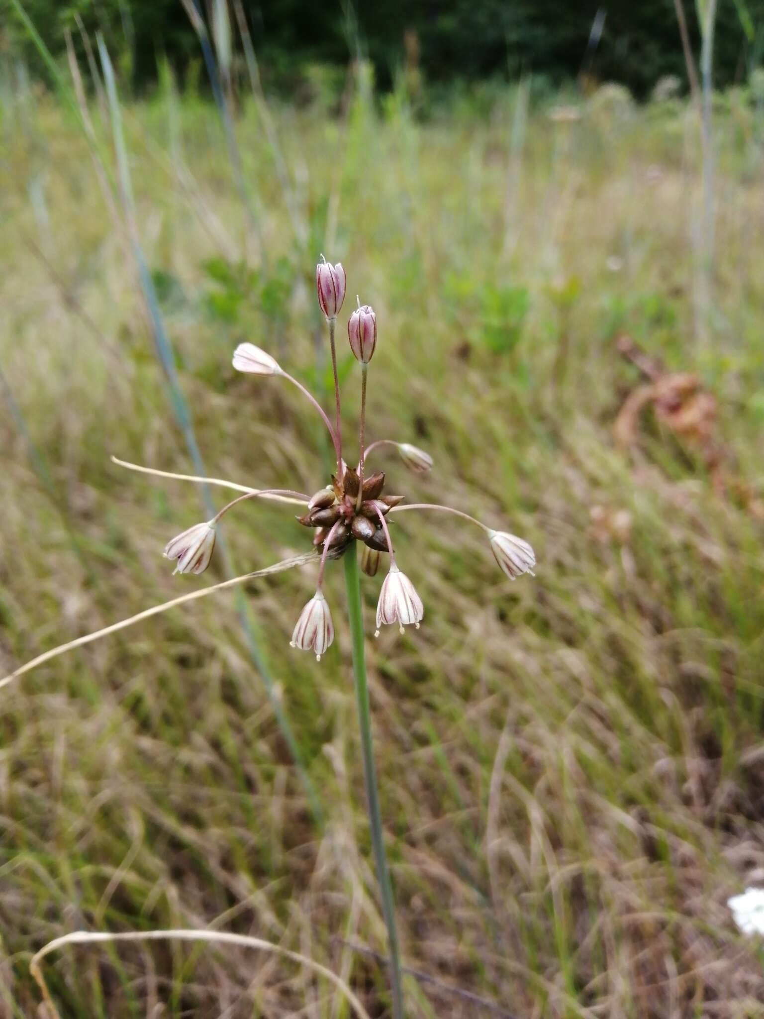 Image de Ail des jardins