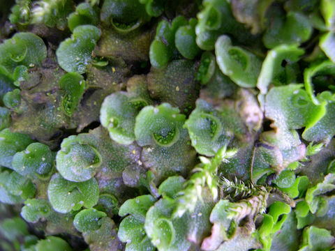 Image of Crescent-cup liverwort