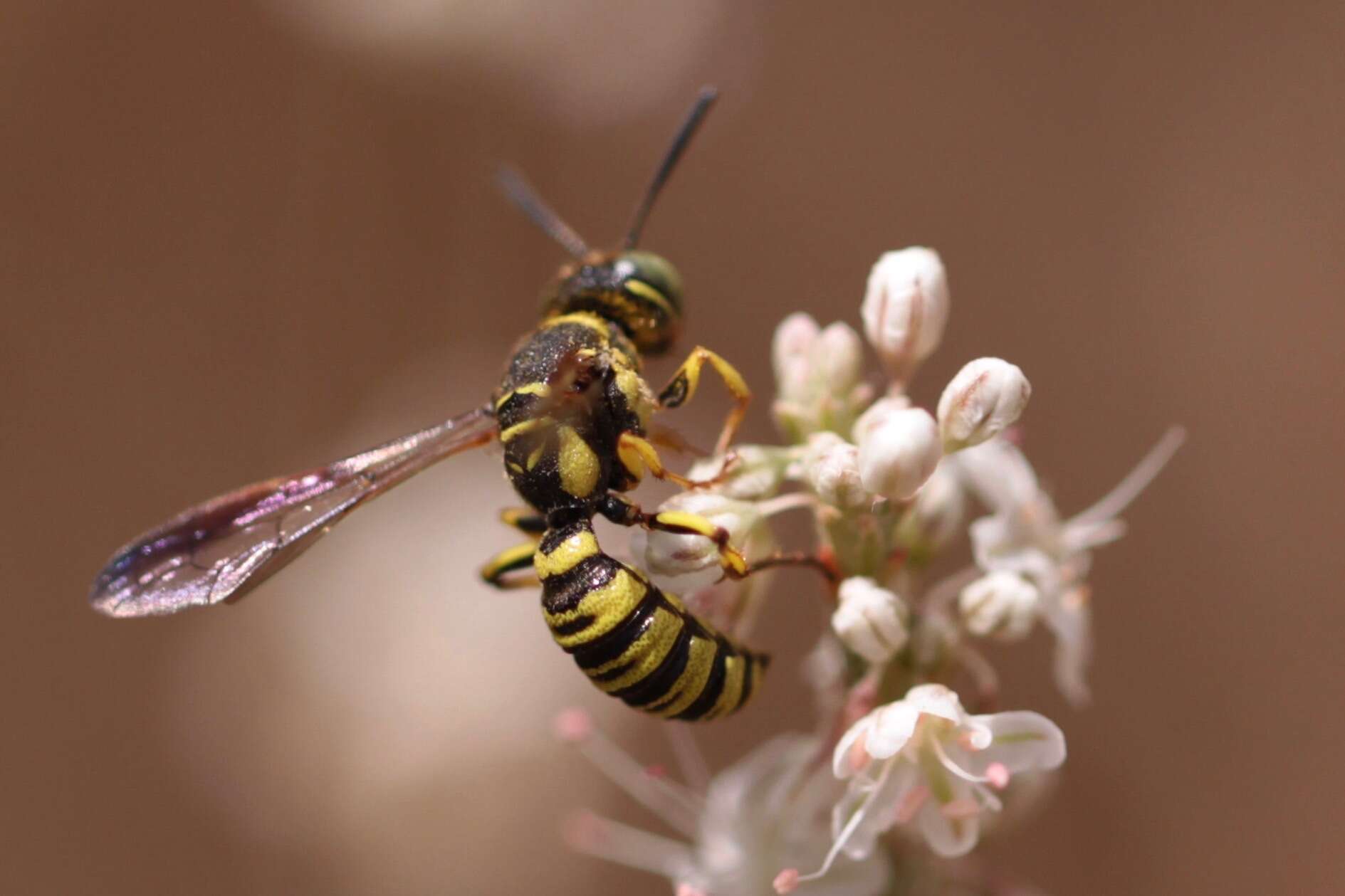 Eucerceris provancheri (Dalla Torre 1890) resmi