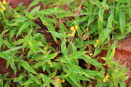 Image of Commelina africana var. lancispatha C. B. Clarke