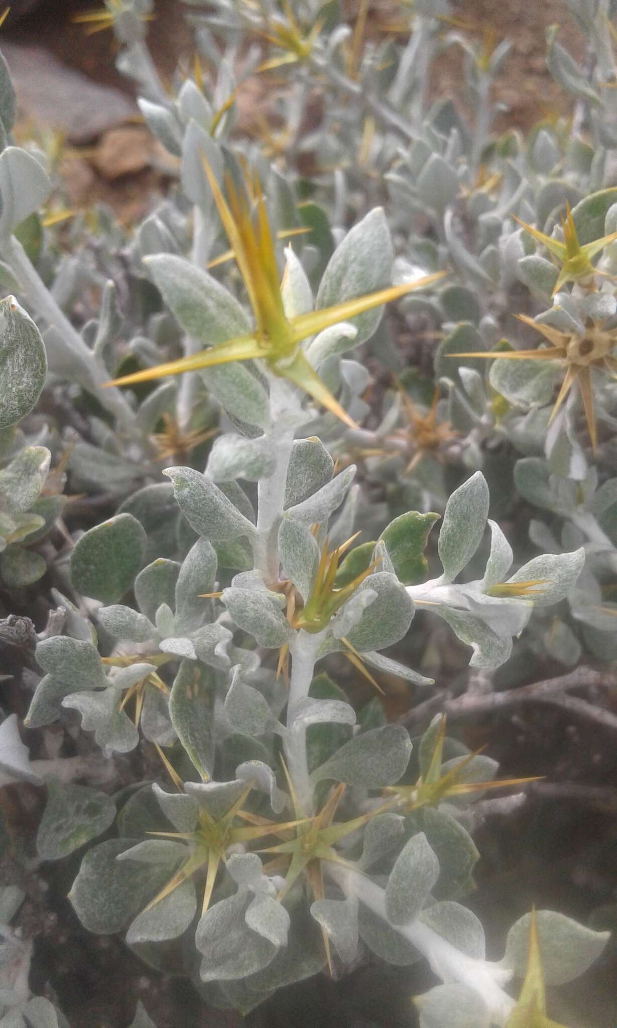 Image of Macledium spinosum (L.) S. Ortiz