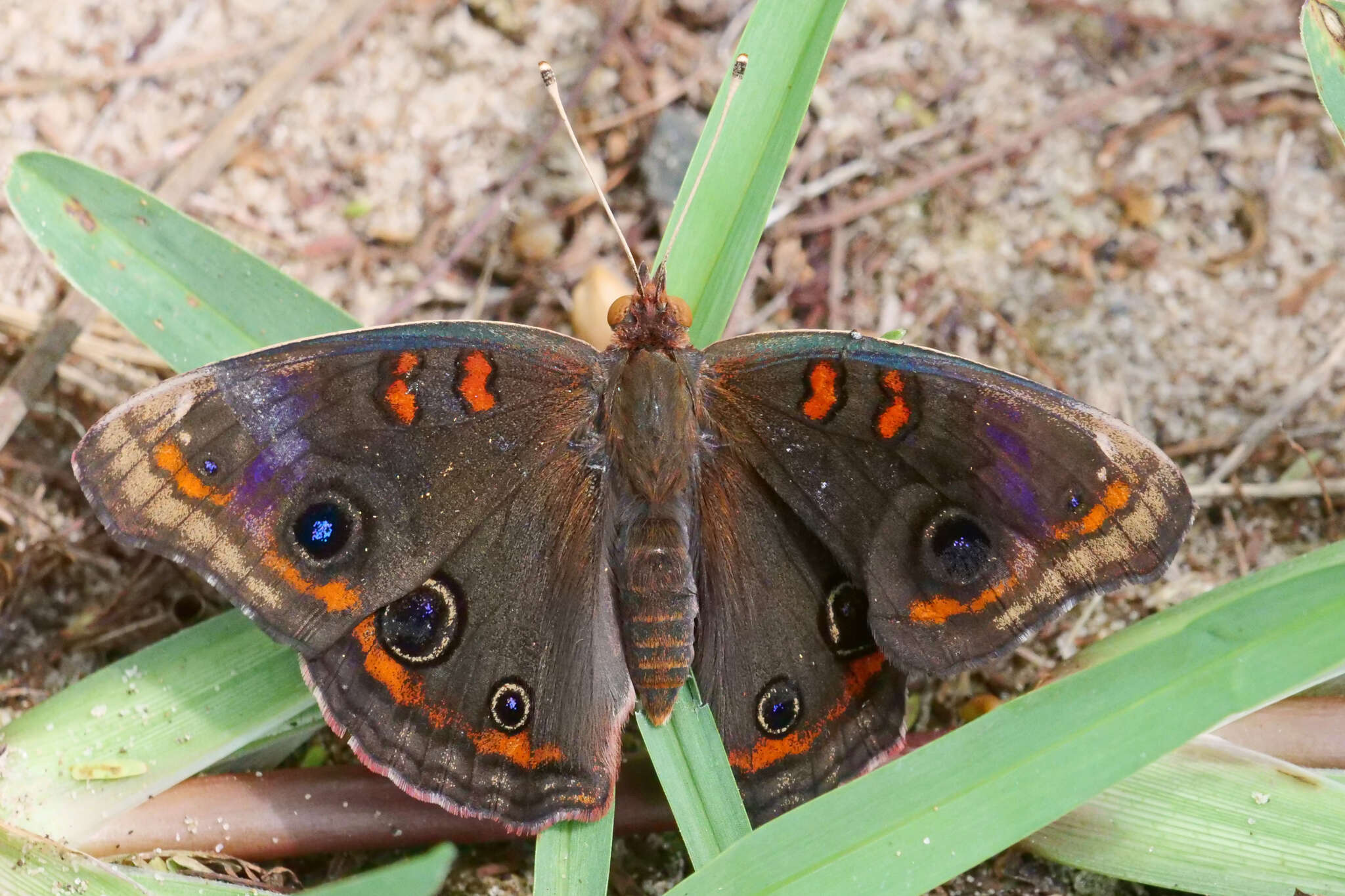 Sivun Junonia stemosa kuva