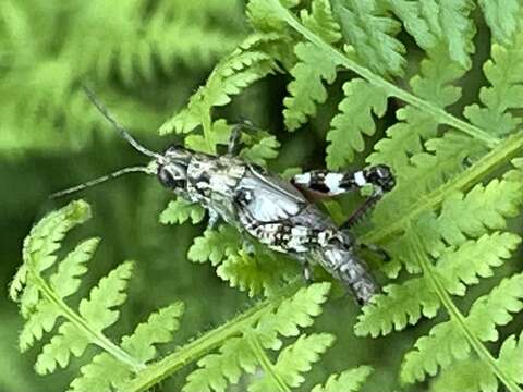 Слика од Melanoplus punctulatus punctulatus (Uhler 1862)