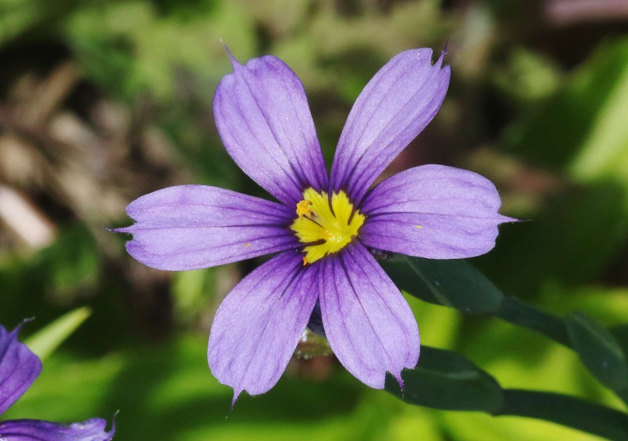 Sisyrinchium bermudiana L.的圖片