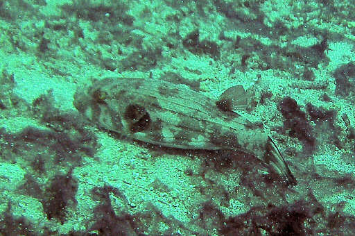 Image of Narrow-lined Puffer