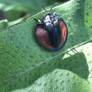 Image of Stolas sanguineovittata Borowiec 1998