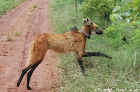 Image of Maned Wolves