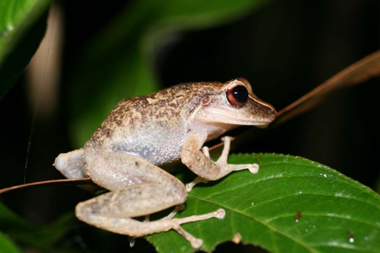 Imagem de Eleutherodactylus portoricensis Schmidt 1927