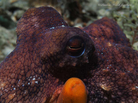 Image of Octopus americanus Froriep 1806