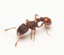 Image of Tetramorium impressum (Viehmeyer 1925)