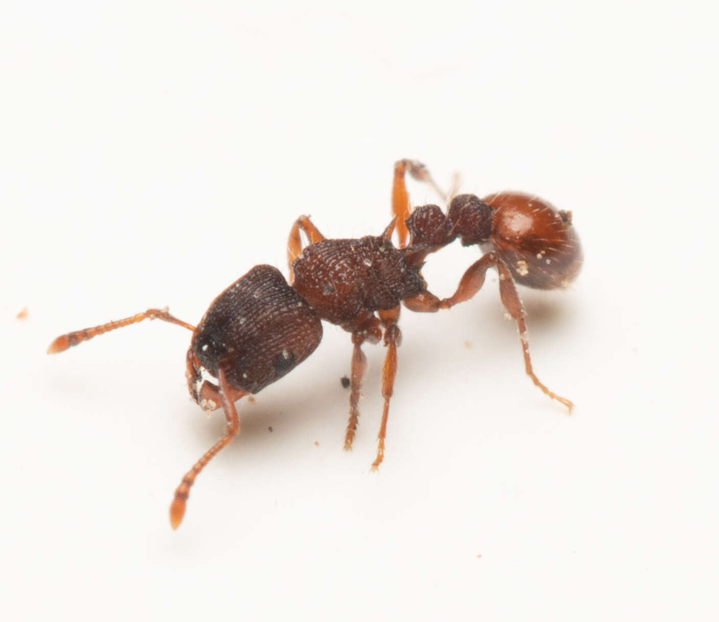 Image of Tetramorium impressum (Viehmeyer 1925)