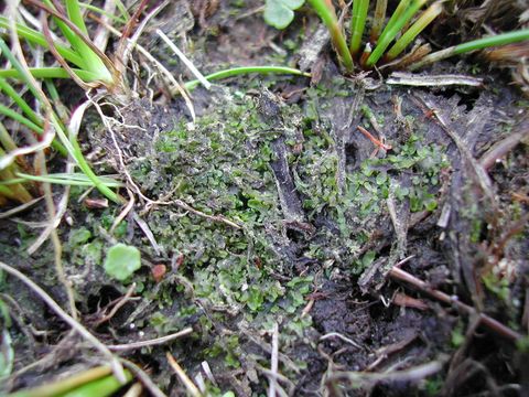Image of <i>Riccardia chamedryfolia</i> (With.) Grolle