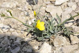 Linum pallasianum Schultes resmi