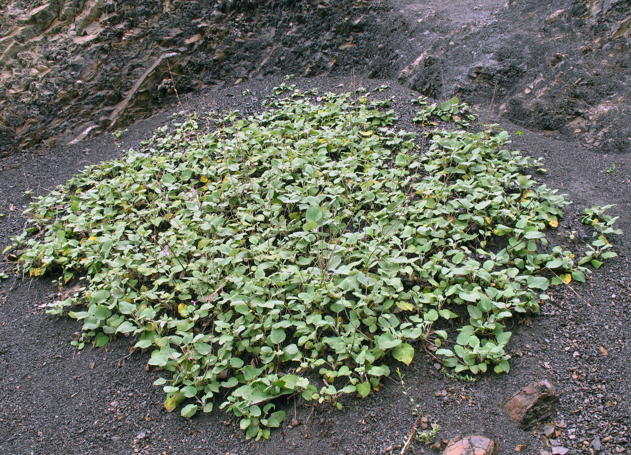 Image of Salvia beckeri Trautv.
