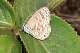 Image of Nacaduba pavana (Horsfield 1828)