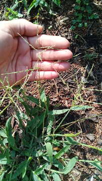 Image of velvet crabgrass