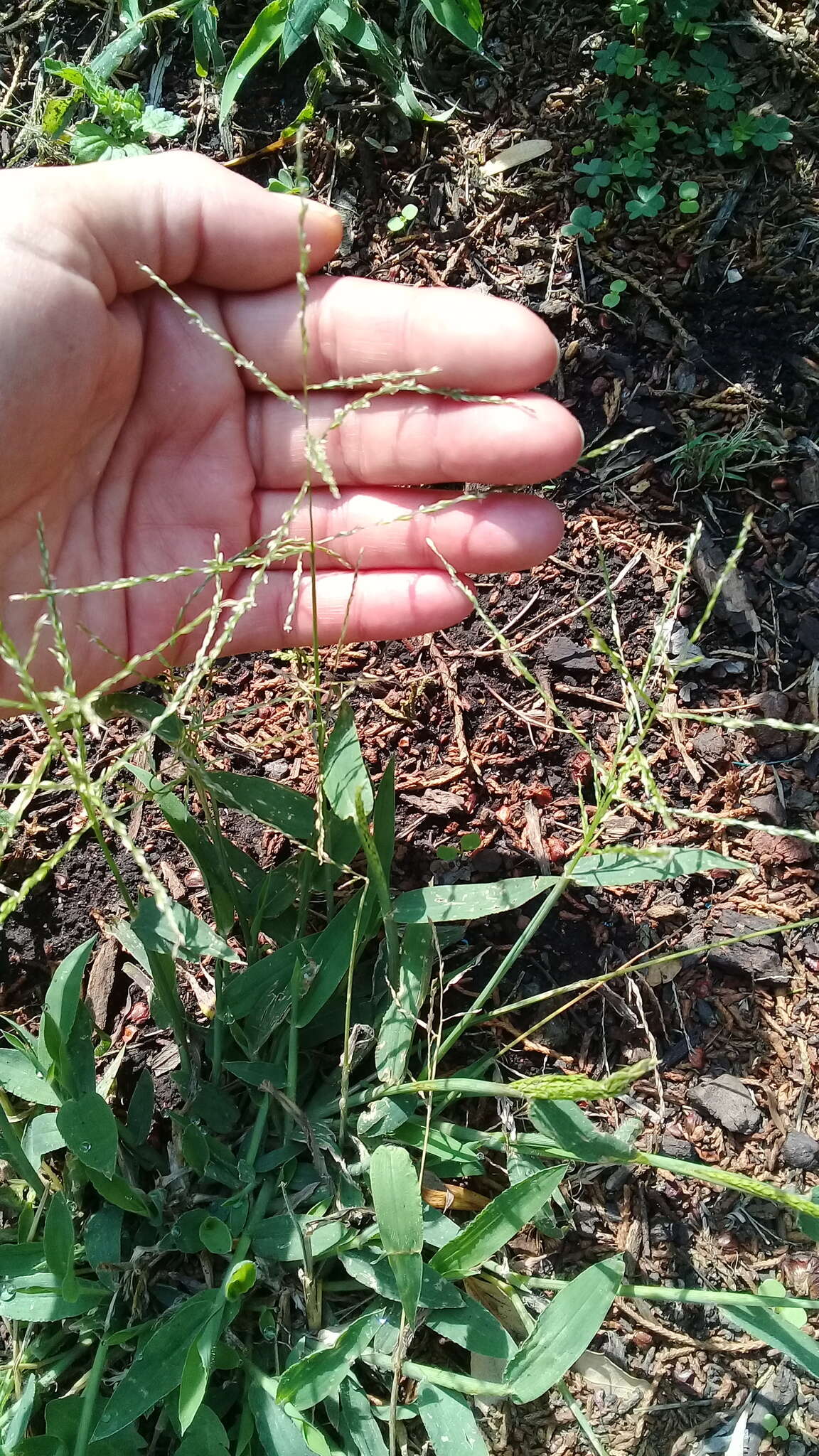 Imagem de Digitaria velutina (Forssk.) P. Beauv.