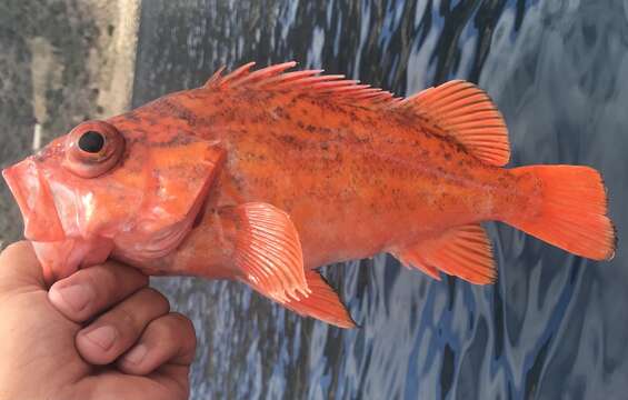 Image of Vermilion rockfish