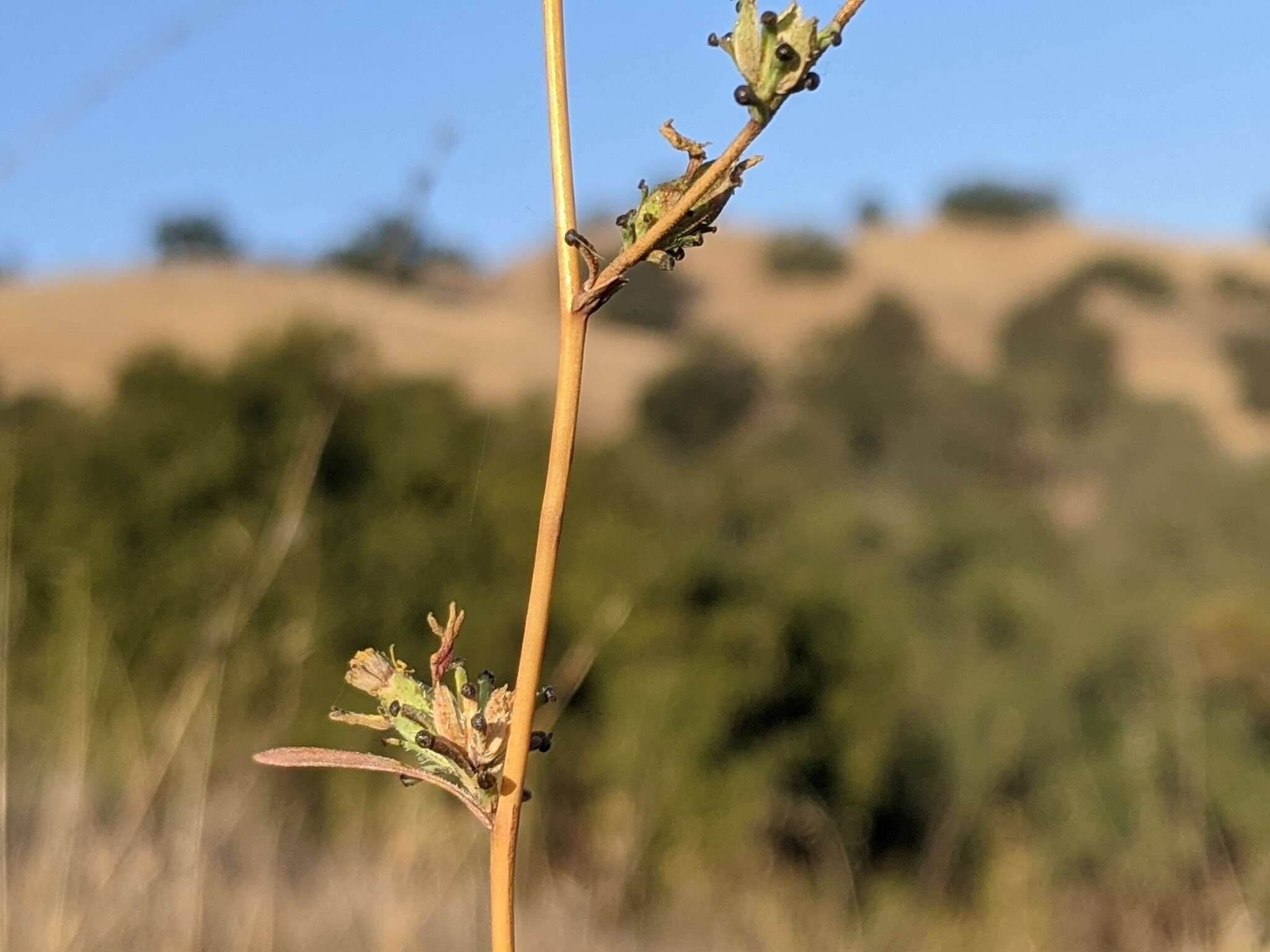 Sivun Calycadenia truncata DC. kuva