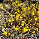 Image of Bare Monkey-Flower