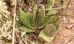 Image of Gasteria brachyphylla var. brachyphylla