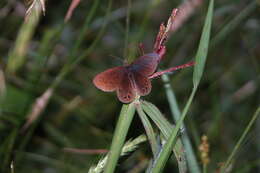 Image of Idioneurula erebioides Felder 1867