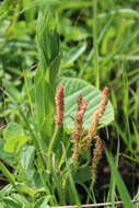 Image de Acalypha glandulifolia Buchinger & Meisn. ex C. Krauss