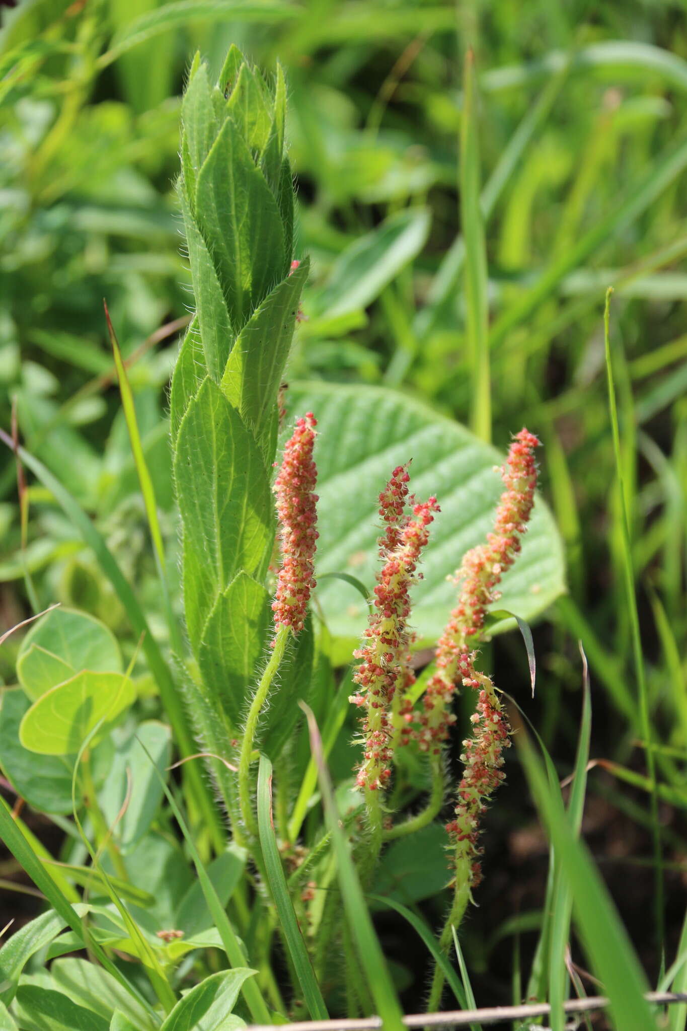 Imagem de Acalypha glandulifolia Buchinger & Meisn. ex C. Krauss