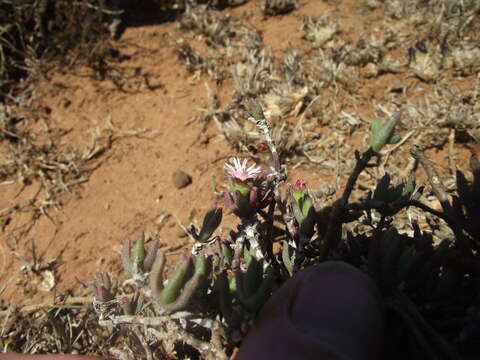 Imagem de Ruschia uitenhagensis (L. Bol.) Schwant.