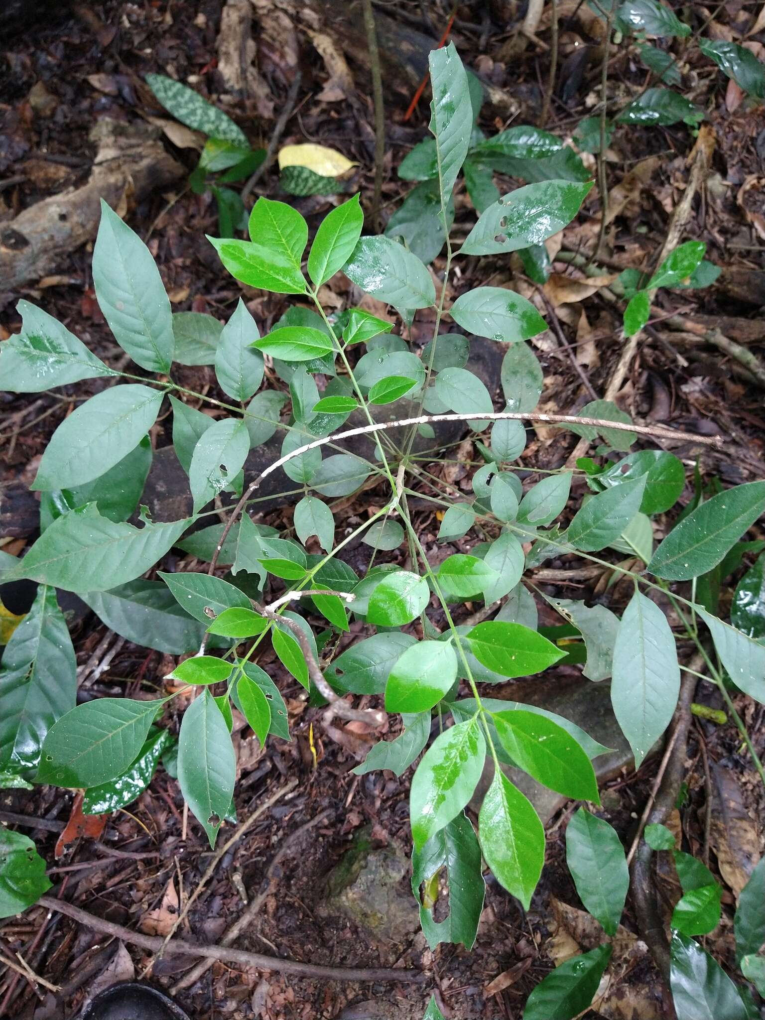 Plancia ëd Trichilia americana (Sessé & Mociño) T. D. Pennington