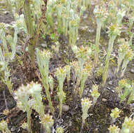 Image of common cottonrose