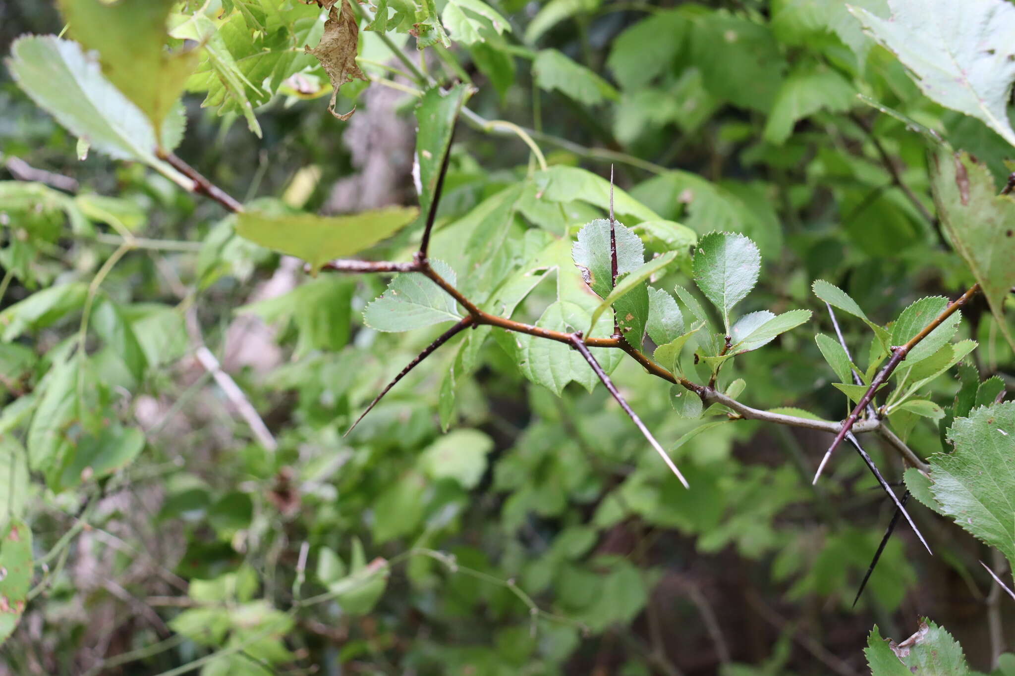 Слика од Crataegus reverchonii Sarg.