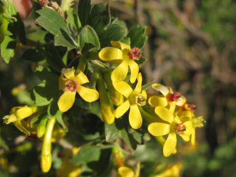 Image of golden currant