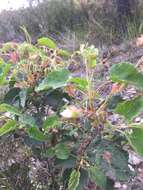 Image of Cistus populifolius L.