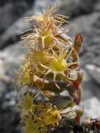 Imagem de Holothrix grandiflora (Sond.) Rchb. fil.