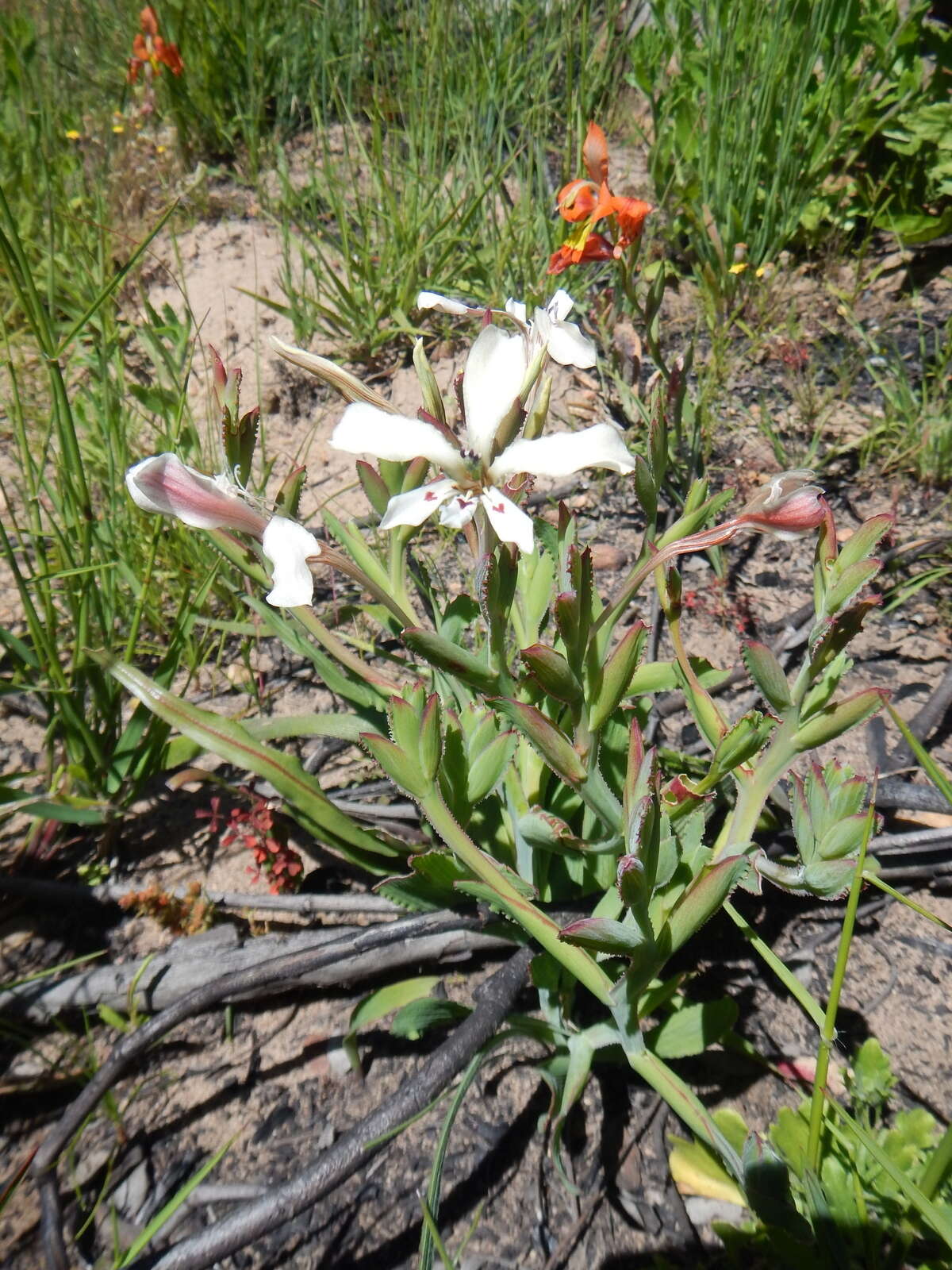 Image of Lapeirousia fabricii (D. Delaroche) Ker Gawl.