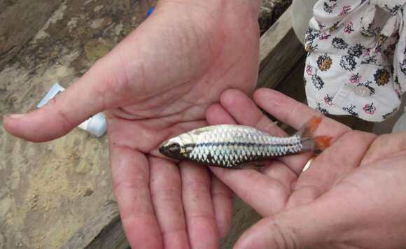 Image of African Longstripe Barb