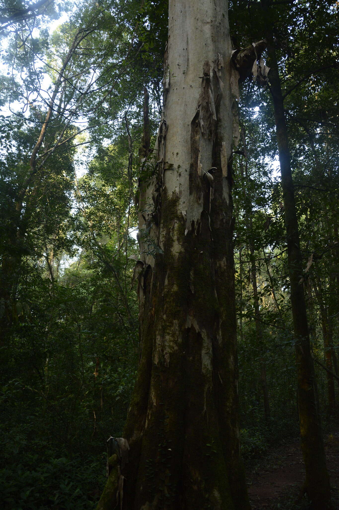 Image of Lagerstroemia microcarpa Wight