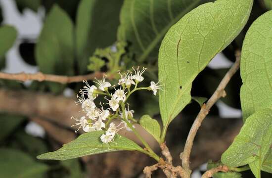 Image of Sandpaper bush