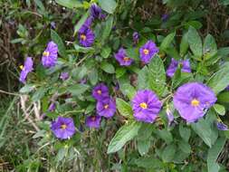 Image de Lycianthes lycioides (L.) Hassler