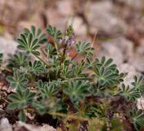 Image of bajada lupine