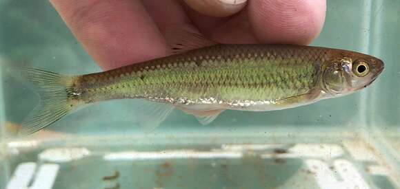 Image of Whitetail Shiner