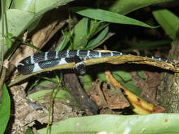 Image of Laos Wolf Snake