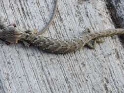 Image of Texas Alligator Lizard