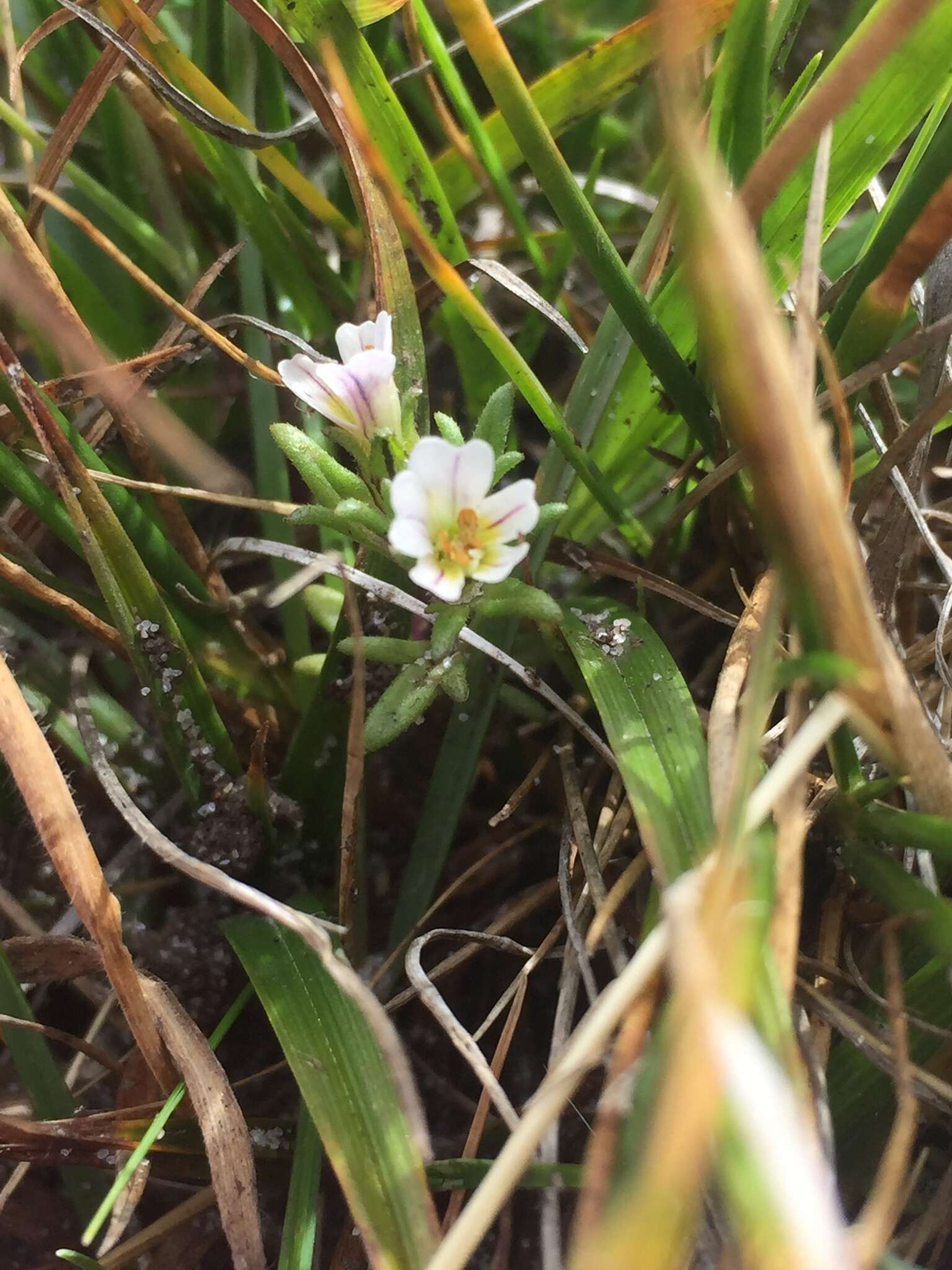 Imagem de Euphrasia antarctica Benth.