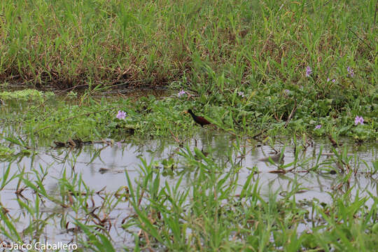 Image of Wattled Jacana