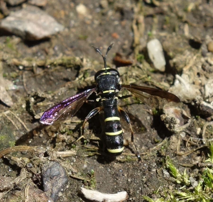 Image of Ceriana conopsoides (Linnaeus 1758)