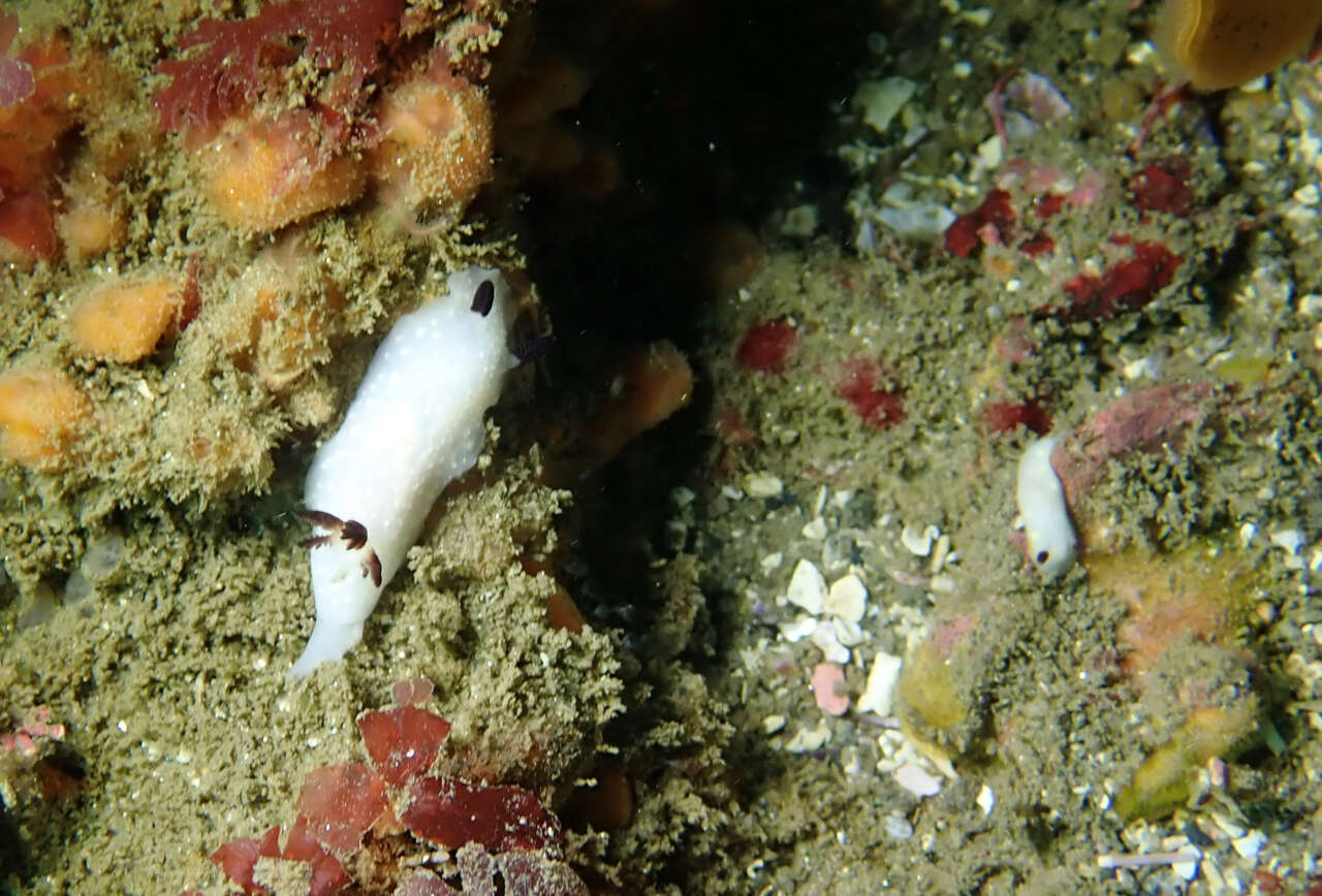 Image of Cadlina limbaughorum Lance 1962