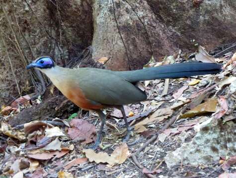 Image of Giant Coua